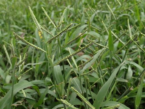 Paspalum - Alchetron, The Free Social Encyclopedia