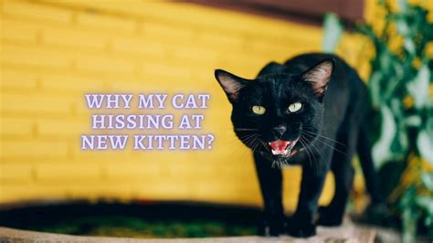 ᐉ Cat Hissing at New Kitten: Why does my Cat Hiss at my New Kitten?