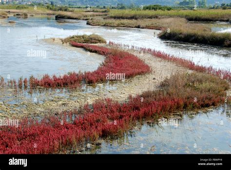 Brackish marsh landscape Stock Photo - Alamy