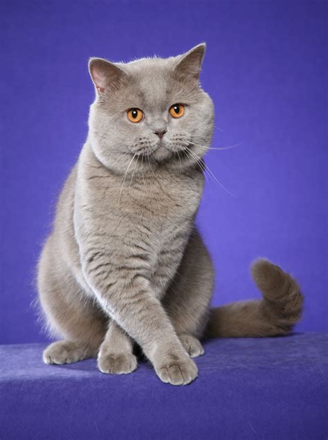 British Shorthair Lilac Cat | Care About Cats