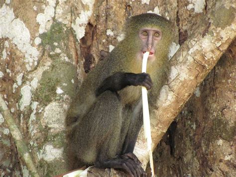 No Dinosaurs! : Pictures of the lesula, the new species of monkey ...