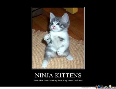 Ninja Kittens No Matter How Cute Funny Ninja Memes Graphic | QuotesBae