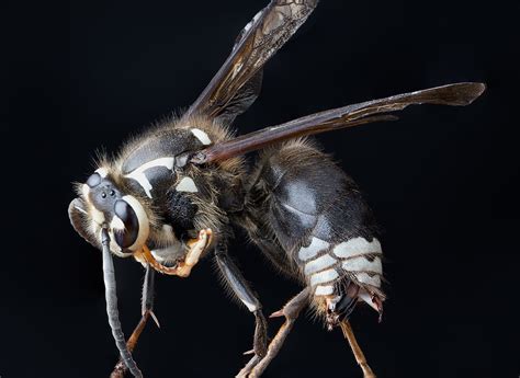 Bald-faced Hornet (NPS National Capital Region Bees and Wasps) · iNaturalist.org