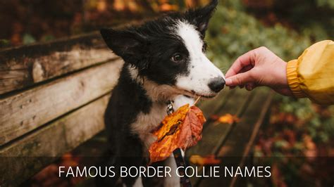 Ultimate List Of The Top 300+ Border Collie Dog Names – Cute And ...