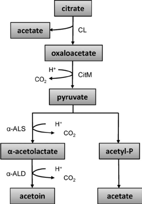 Schematic representation of citrate metabolism by L. lactis... | Download Scientific Diagram