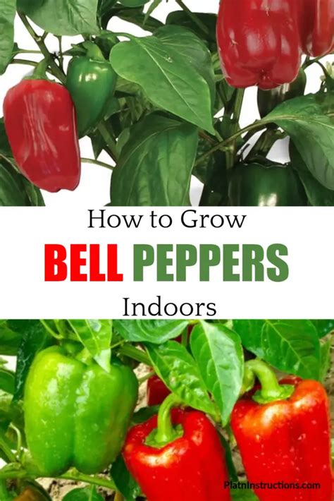 Tips for Growing Peppers Indoors - Plant Instructions