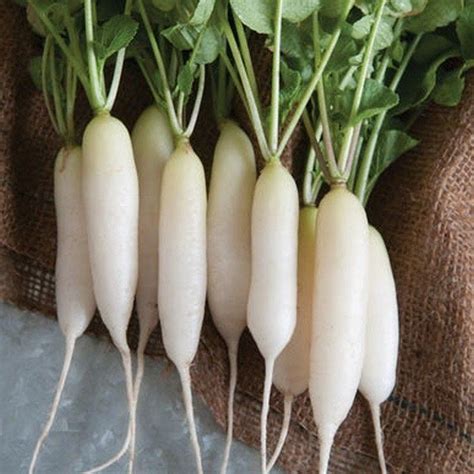 "Excellent yields 4 to 6\" long white radishes. They are crisp and have ...