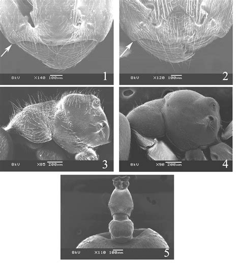 −2. Clypeus in dorsal view: 1-C. (P.) inflata; 2-C. (P.) aurita. White ...