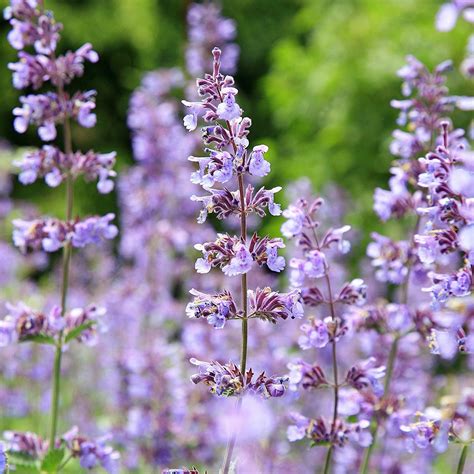 Lemon Catnip Seeds - Nepeta Cataria Seeds