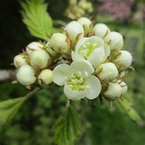 Crataegus mollis in Cathays Cemetery