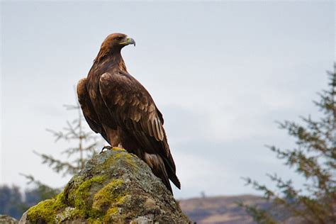 5 Essential Tips: How to Spot Golden Eagles in Scotland - Wilderness Scotland