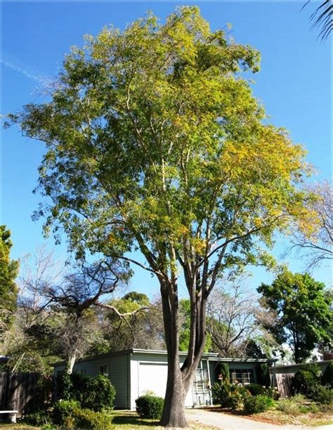 5 Arbolitos De Fresno Mexicano Fraxinus Uhdei 10 A 20 Cm - $ 350.00 en Mercado Libre