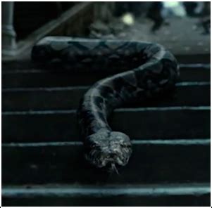 Nagini | Warner Bros. Entertainment Wiki | FANDOM powered by Wikia