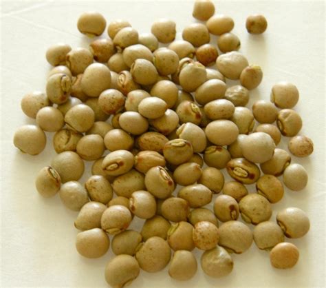 PIGEON PEA Seeds Also known as Gandules Bean Jamaican