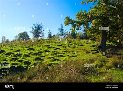 The English moorland in the early autumn Stock Photo - Alamy