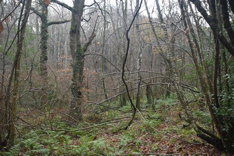 Avery's Wood © N Chadwick cc-by-sa/2.0 :: Geograph Britain and Ireland