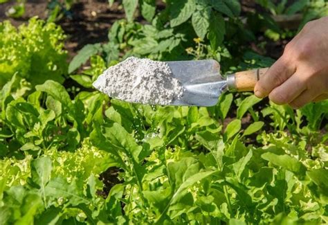 Using Diatomaceous Earth (DE) As an Organic Insecticide in Your Garden