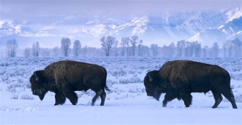 American bison, Yellowstone National Park, Wyoming, USA | Animales salvajes, Salvajes, Animales