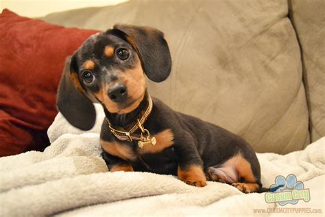 Adorable Dachshund puppy! #Dachshund #doxiedarlin' | Dachshund puppies, Cute puppies, Puppies