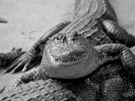 Alligator | Alligator at Alligator Bay, Beauvoir, France PER… | Flickr