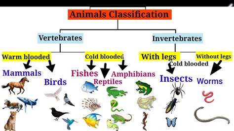 Animal classification | Animal classification, Animal categories, Science notes