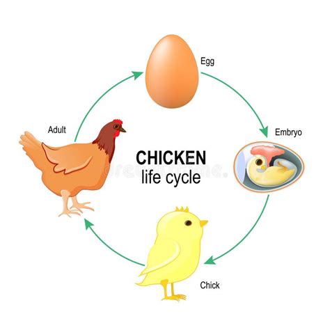 Life Cycle of a Chicken stock vector. Illustration of bird - 90054699