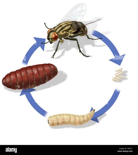 Life Cycle Of House Fly Diagram