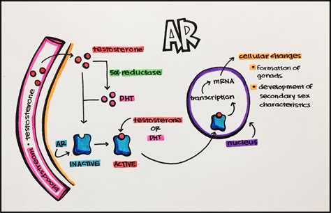 15. Nuclear Receptors – Principles of Pharmacology – Study Guide