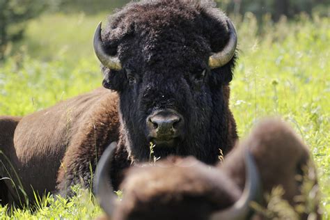 Bison Bison Bison: America’s New National Mammal | The New Yorker