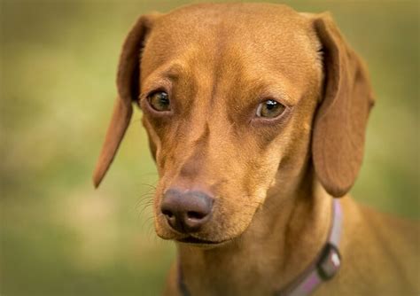 Dogs With Green Eyes - The Rarest Colour In The Canine World