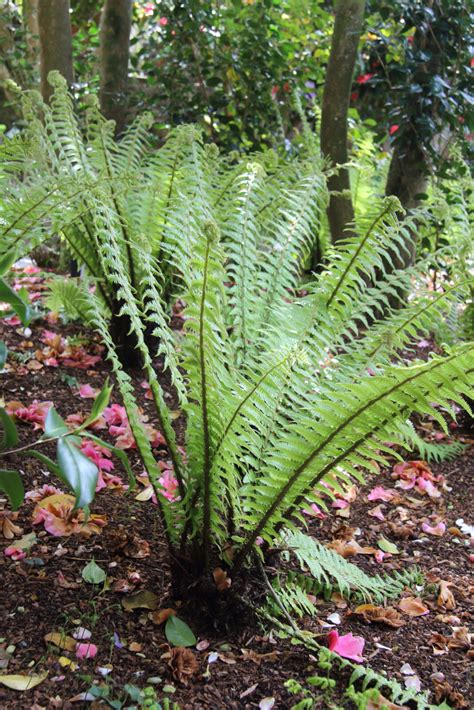 Dryopteris wallichiana | Pan Global Plants