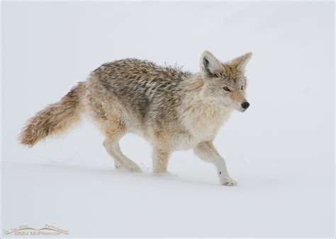 Low light Coyotes in snow - On The Wing Photography