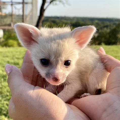 Female fennec foxes for sale | Baby Fennec Foxes For Sale