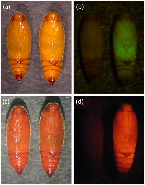 Photographs showing a wild-type pupa (left) and an OX3347A pupa (right)... | Download Scientific ...