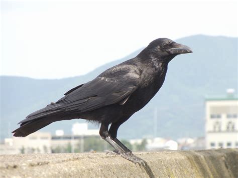 Carrion Crow - Corvus corone