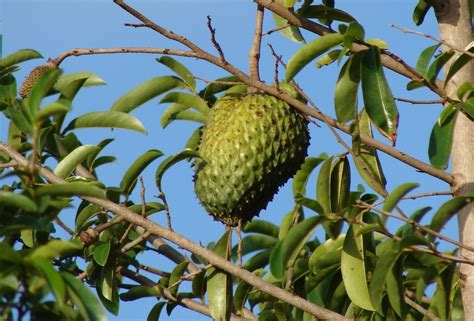 Annona — care and cultivation, watering, reproduction | Global Flowers