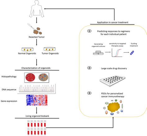 Frontiers | Patient-Derived Organoids in Precision Medicine: Drug Screening, Organoid-on-a-Chip ...