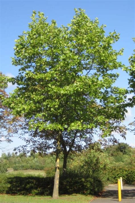 London Plane - Tree Guide UK - London Plane tree identification