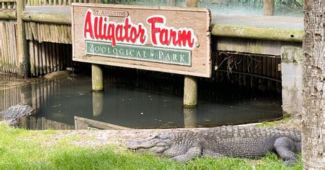 St. Augustine Alligator Farm - Florida's Historic Coast | St. Augustine & Ponte Vedra, FL