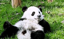 http://giphy.com/search/panda-bear/3 | Funny animal photos, Cute funny animals, Panda bear