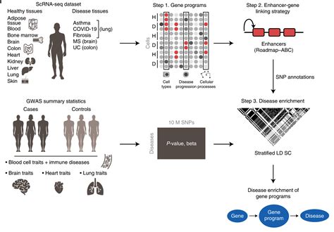 Single-cell RNA Sequencing and GWAS Data Integration Discover New ...