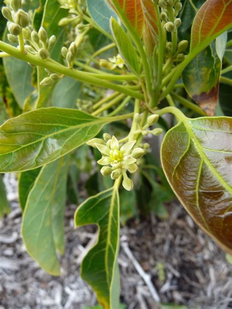 End of March...Finding Flowers in the Avocado Grove ⋆ Mimi Avocado