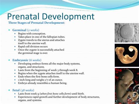 PPT - Prenatal Development PowerPoint Presentation - ID:5669847