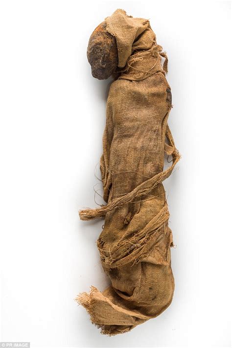 Ancient Egyptian mummified cat will go on display at a Sydney University museum | Daily Mail Online