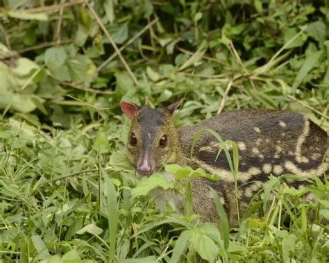 Indian spotted chevrotain - Facts, Diet, Habitat & Pictures on Animalia.bio