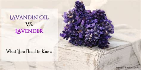 Why Lavandin Essential Oil and Not Lavender? How to Tell Them Apart ...