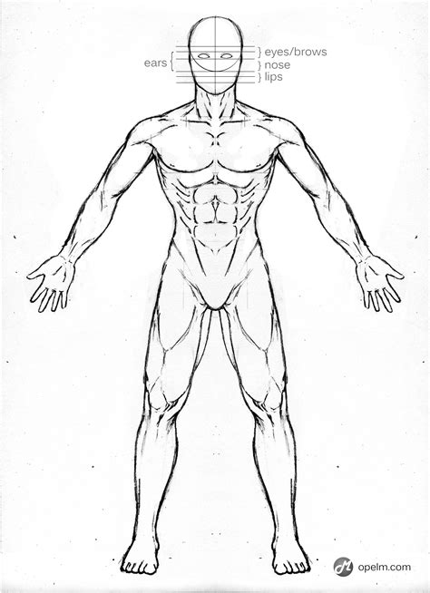 Male Anatomy Drawing Model - Front by Gourmandhast on DeviantArt