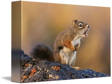 Singing Squirrel by William C. Gladish