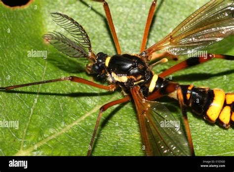 A yellow & black European true crane fly species, called Ctenophora Stock Photo: 69767837 - Alamy