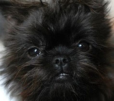 12 Affenpinscher Mix Breeds – The Popular and Adorable Hybrid Dogs ...